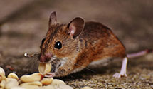 24 Hour & Emergency Exterminators in Northglenn, CO